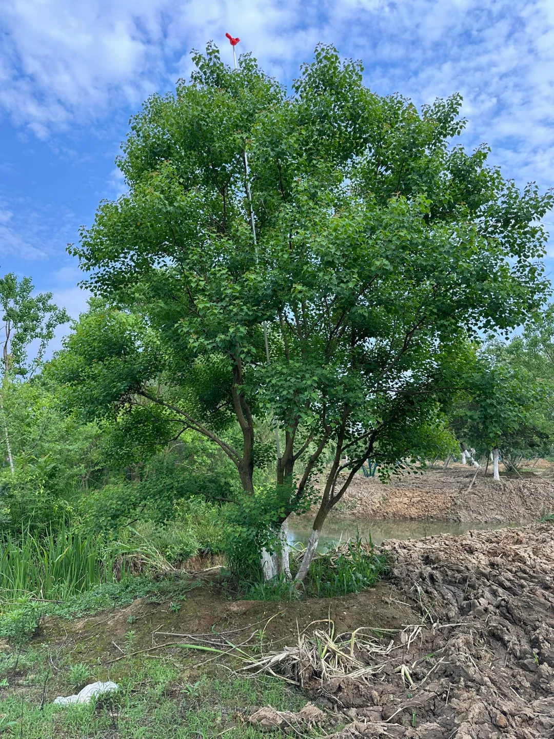 独本原生丛生乌桕秋季?与夏季?