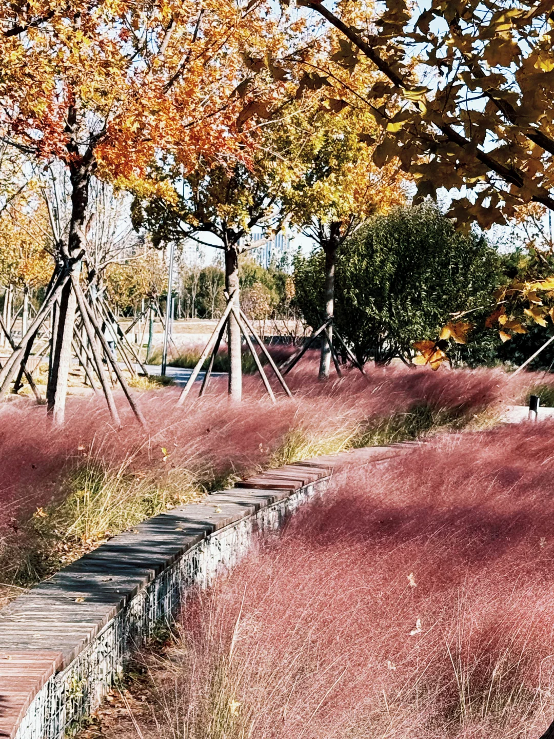 大兴永定公园|秋日里的粉色田野错过等一年