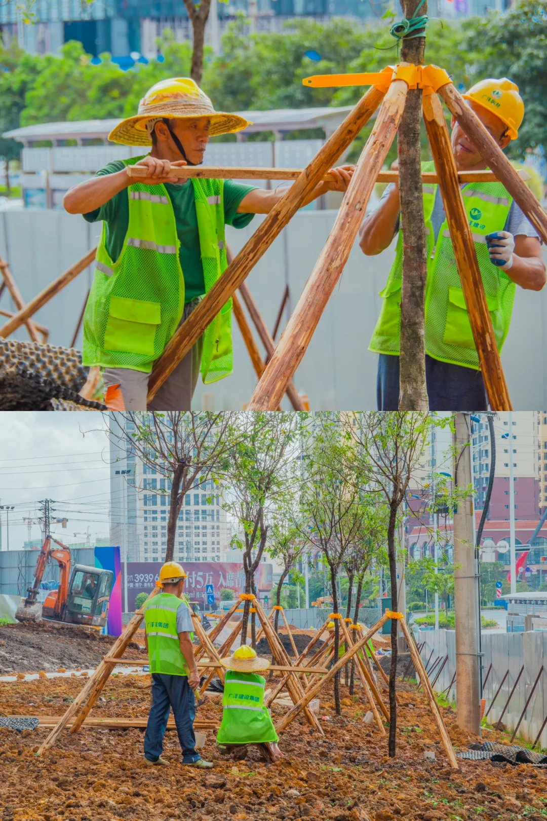 ?苗木栽植干货分享！这些细节决定存活率