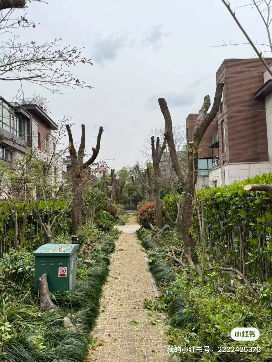 上海本地绿化养护 修剪树木