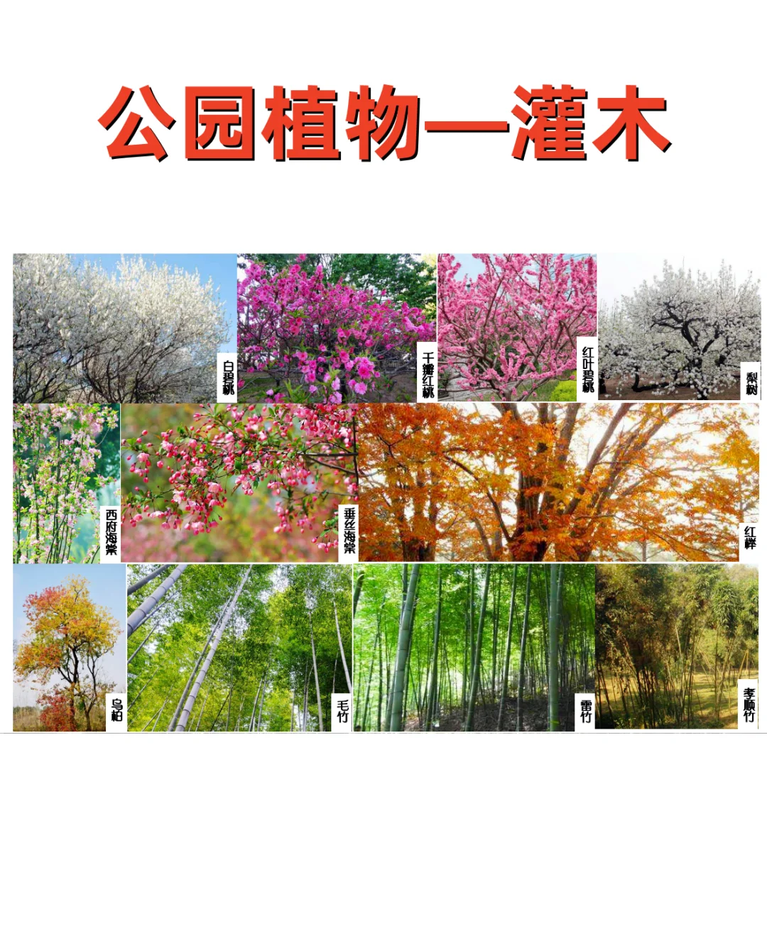 公园植物设计——公园常用植物 植物苗木表