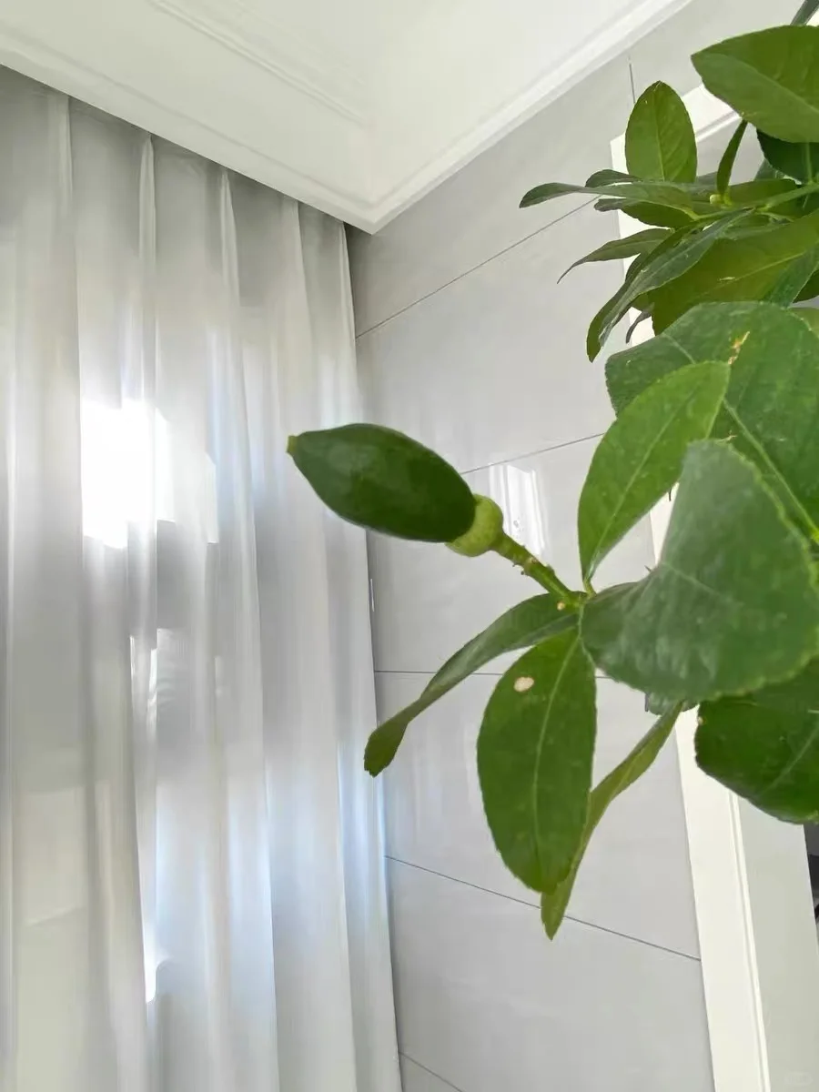 是柠檬树啊，柠檬树???