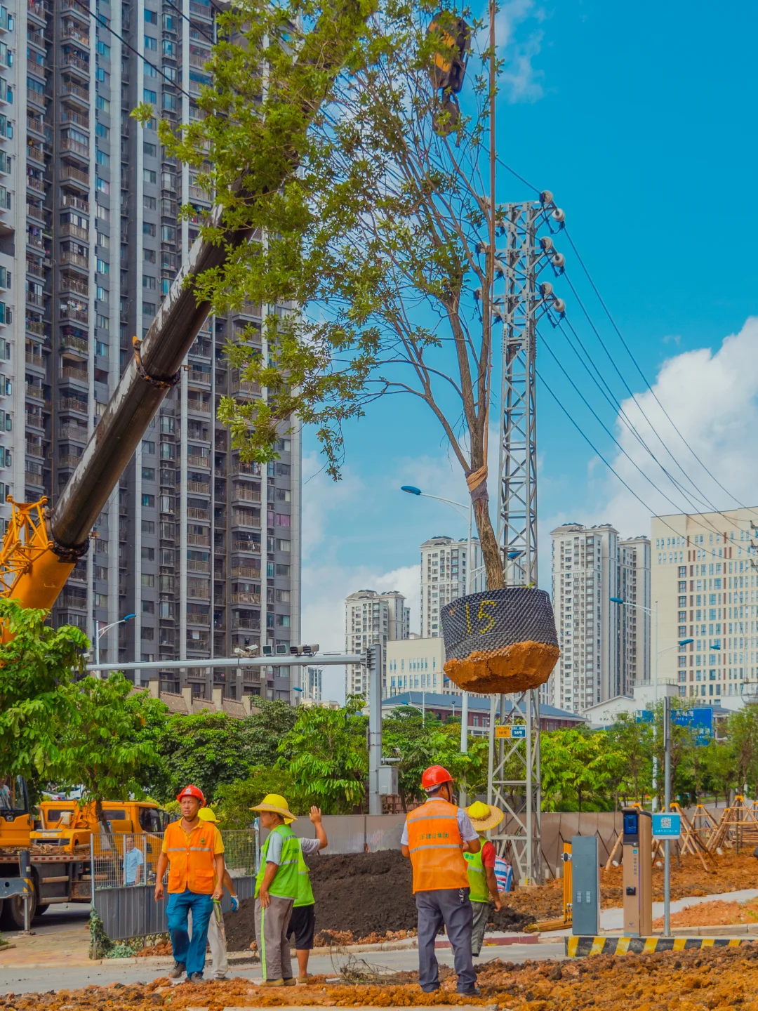 ?苗木栽植干货分享！这些细节决定存活率