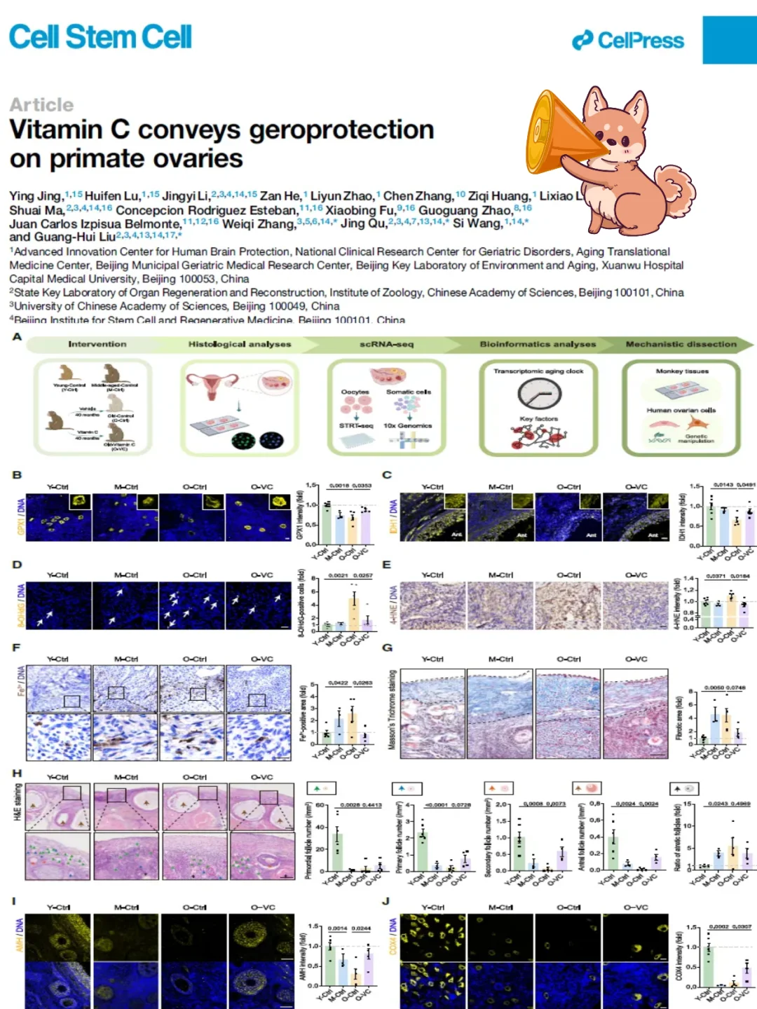 Cell重磅口服维生素C显著延缓卵巢衰老