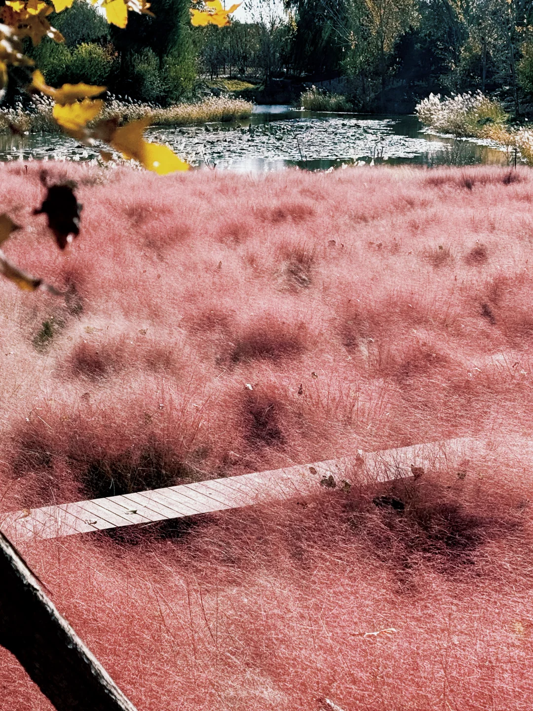 大兴永定公园|秋日里的粉色田野错过等一年