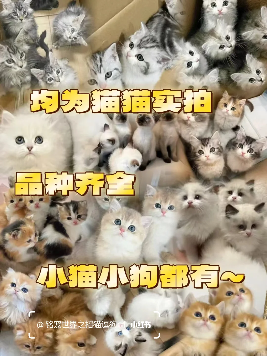 北京养宠人狂喜?挖到一家神仙犬舍！