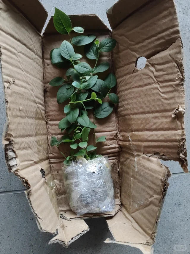 #蓝莓种植#