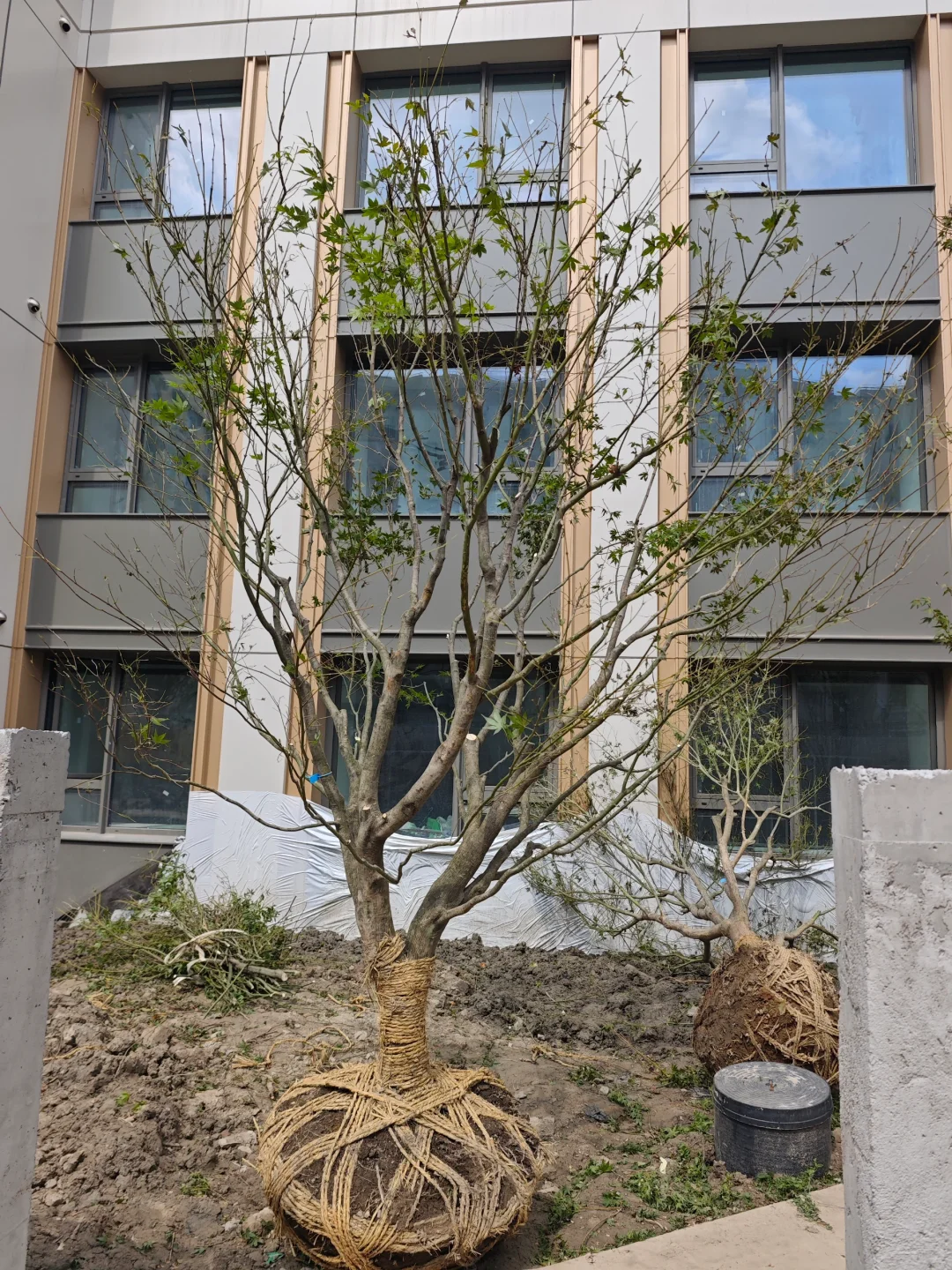 果树，乔灌木进场