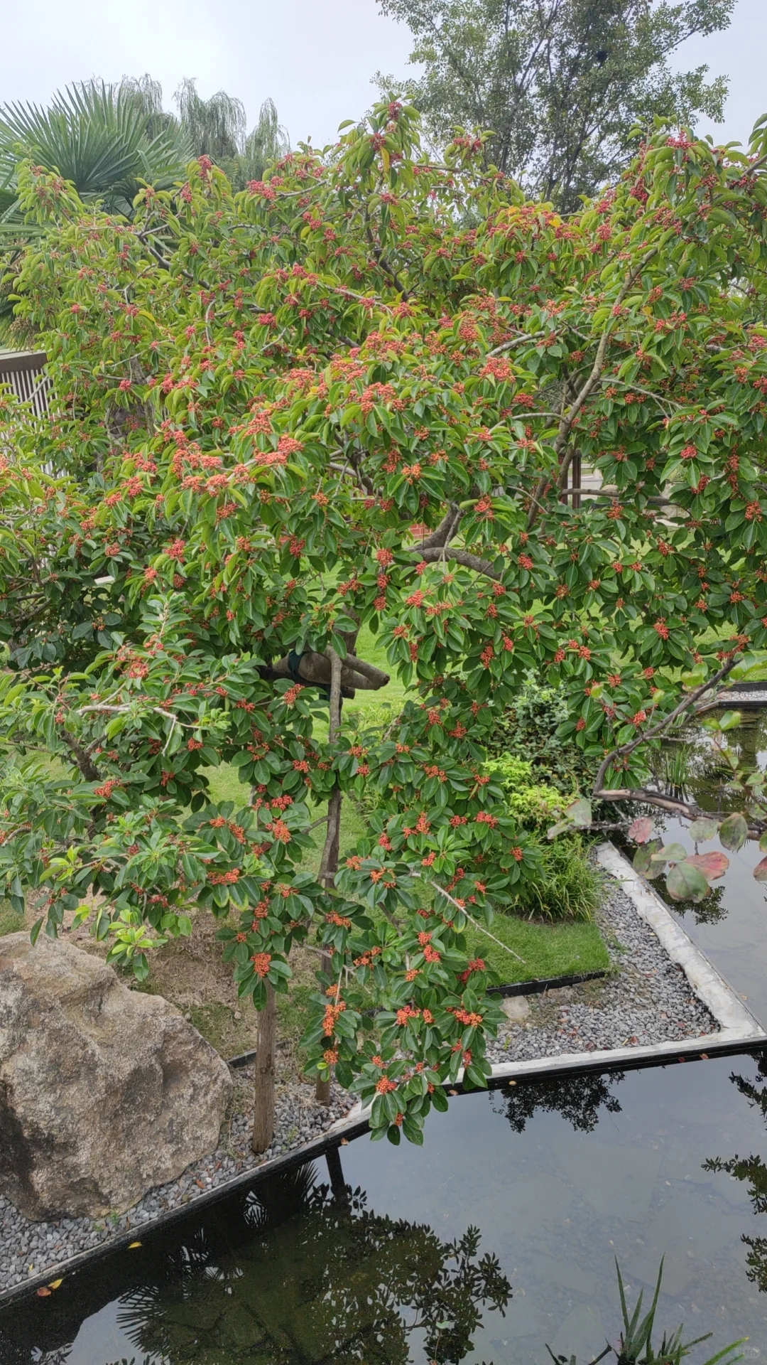 铁冬青：北亚热带最美的观果类常绿乔木