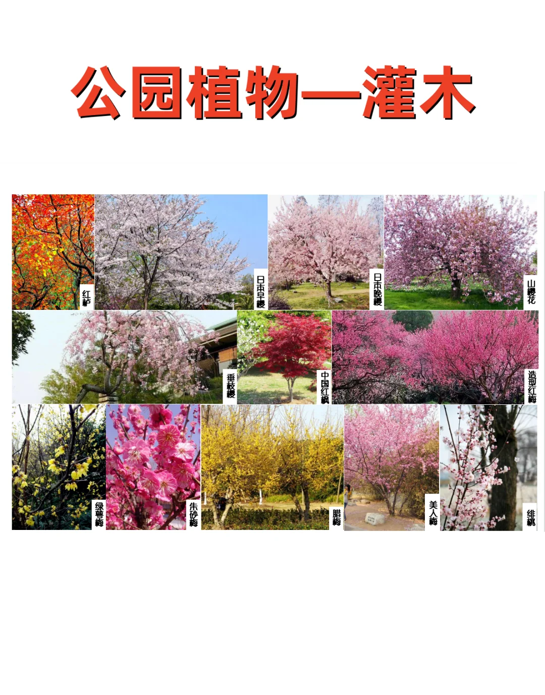 公园植物设计——公园常用植物 植物苗木表