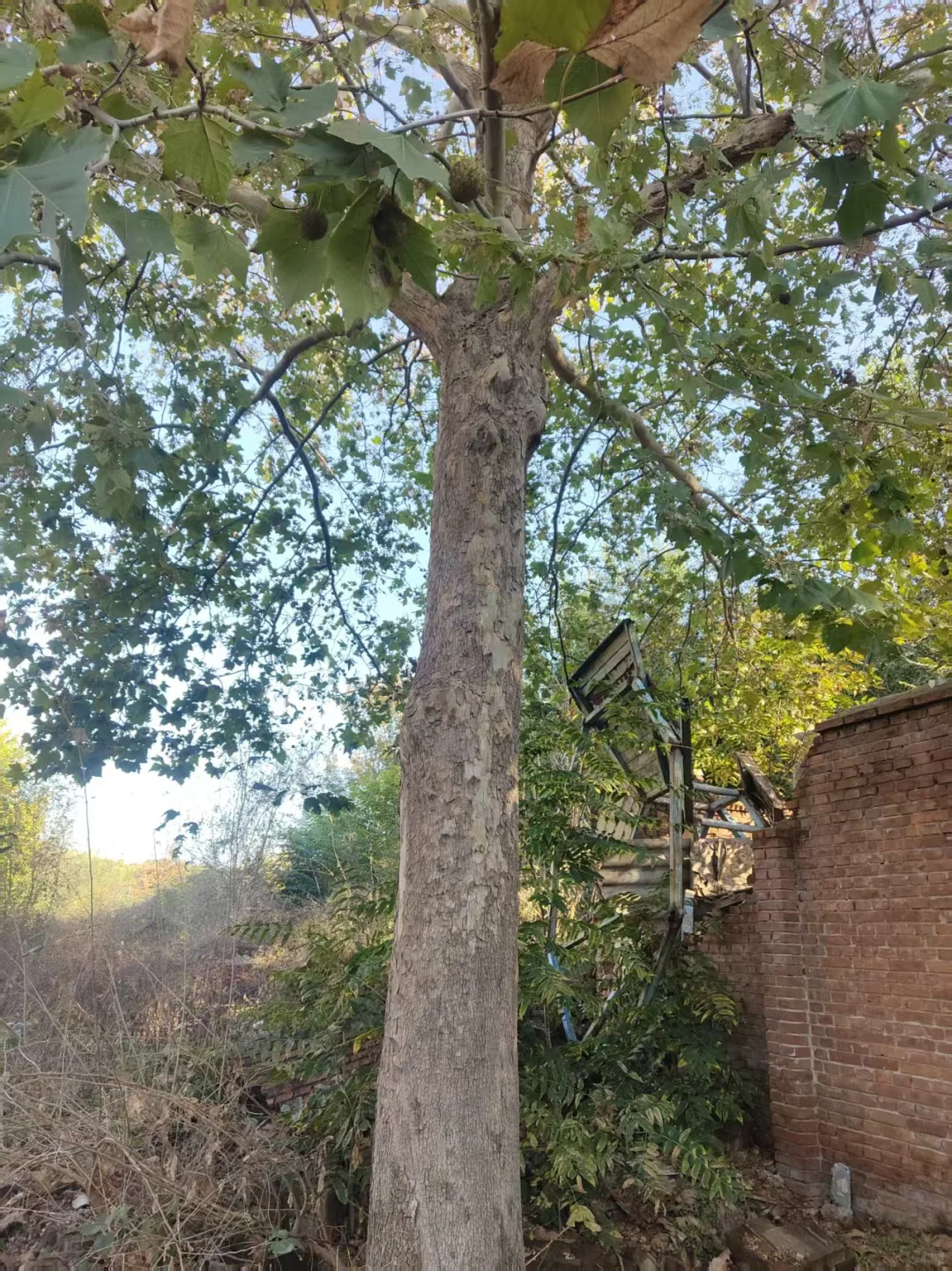 ?唐山丰南苗木捡漏!