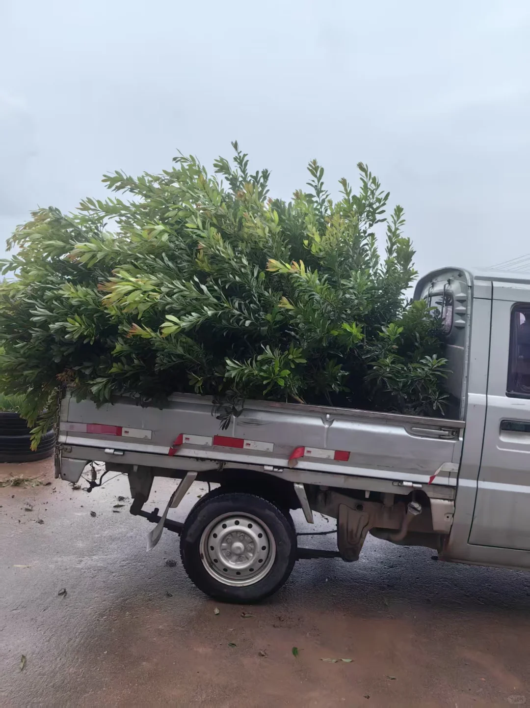 仙居东魁杨梅苗，黑炭杨梅苗，水晶杨梅苗