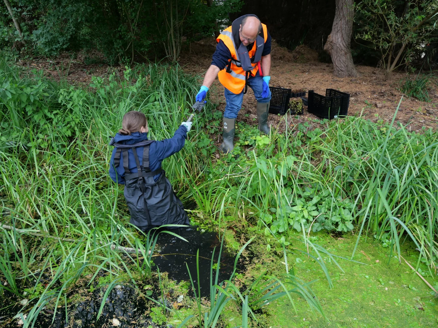 ??30只濒危小龙虾搬进华威“生态豪宅”