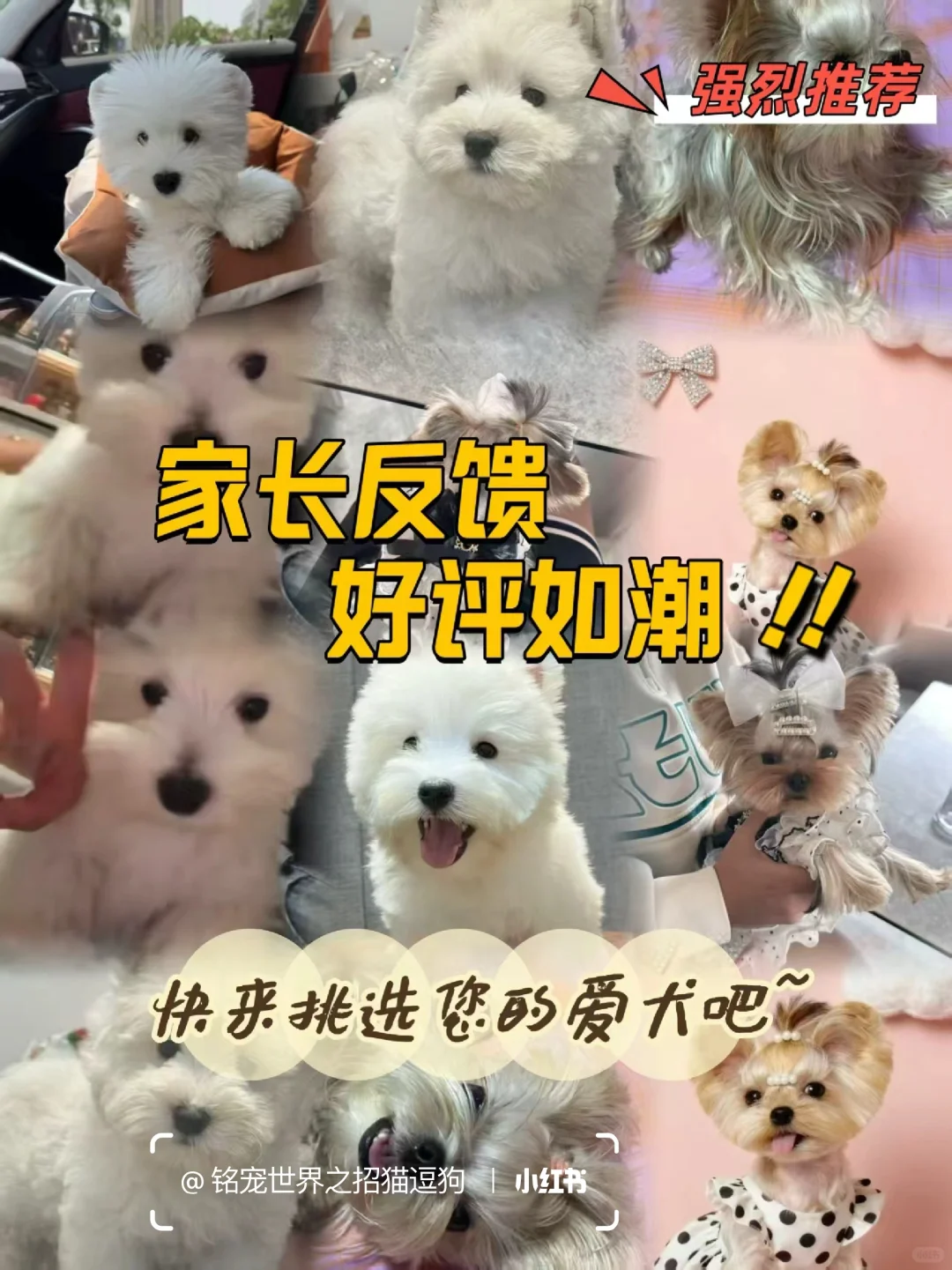北京养宠人狂喜?挖到一家神仙犬舍！