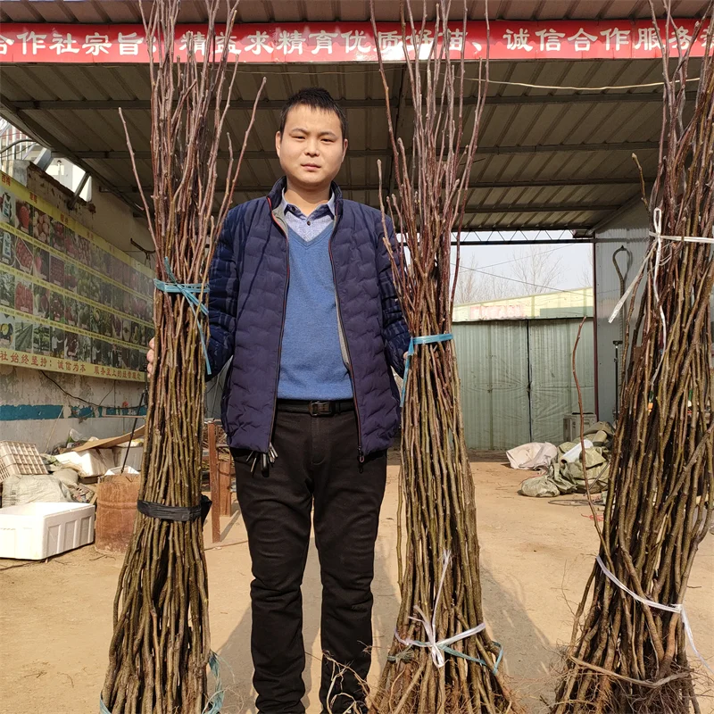 晚熟秋月梨树苗