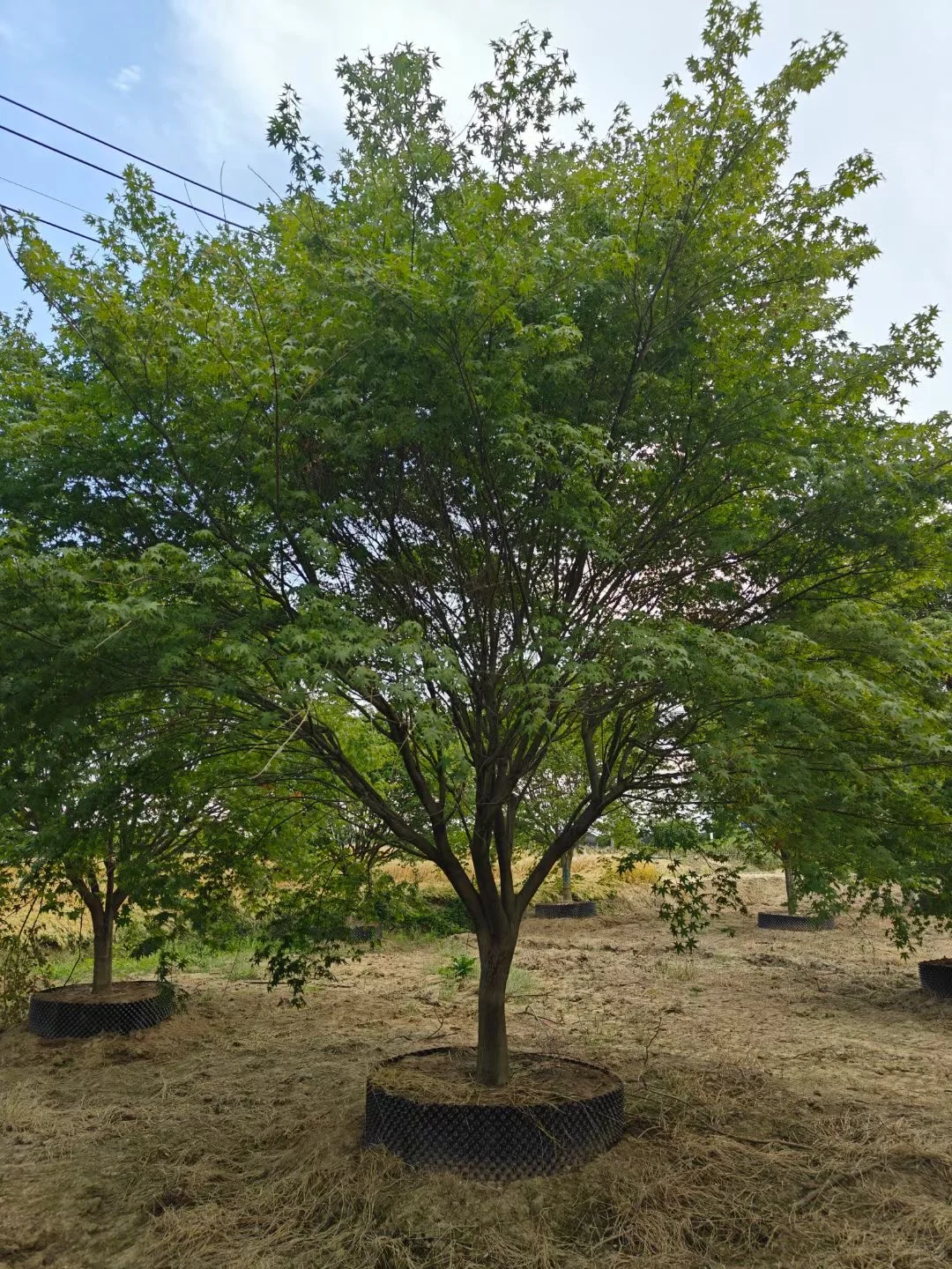 一园一树——鸡爪槭