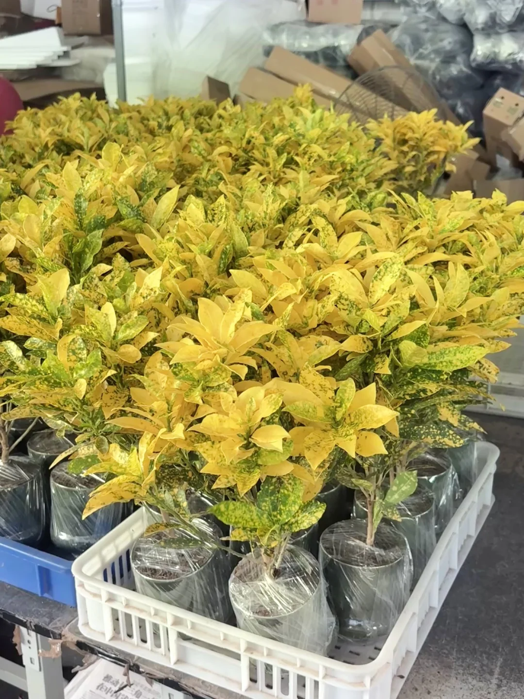 每一颗都超漂亮✨就喜欢这种金灿灿的感觉?