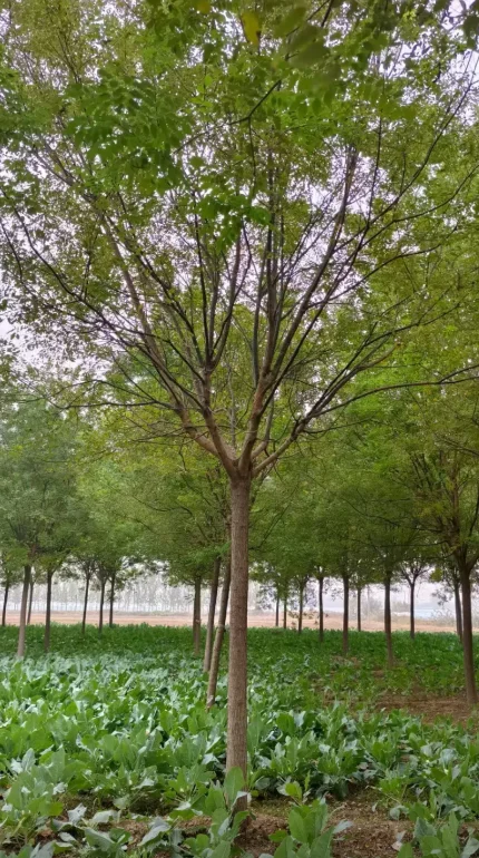 自家苗圃国槐出圃，有需要的吗