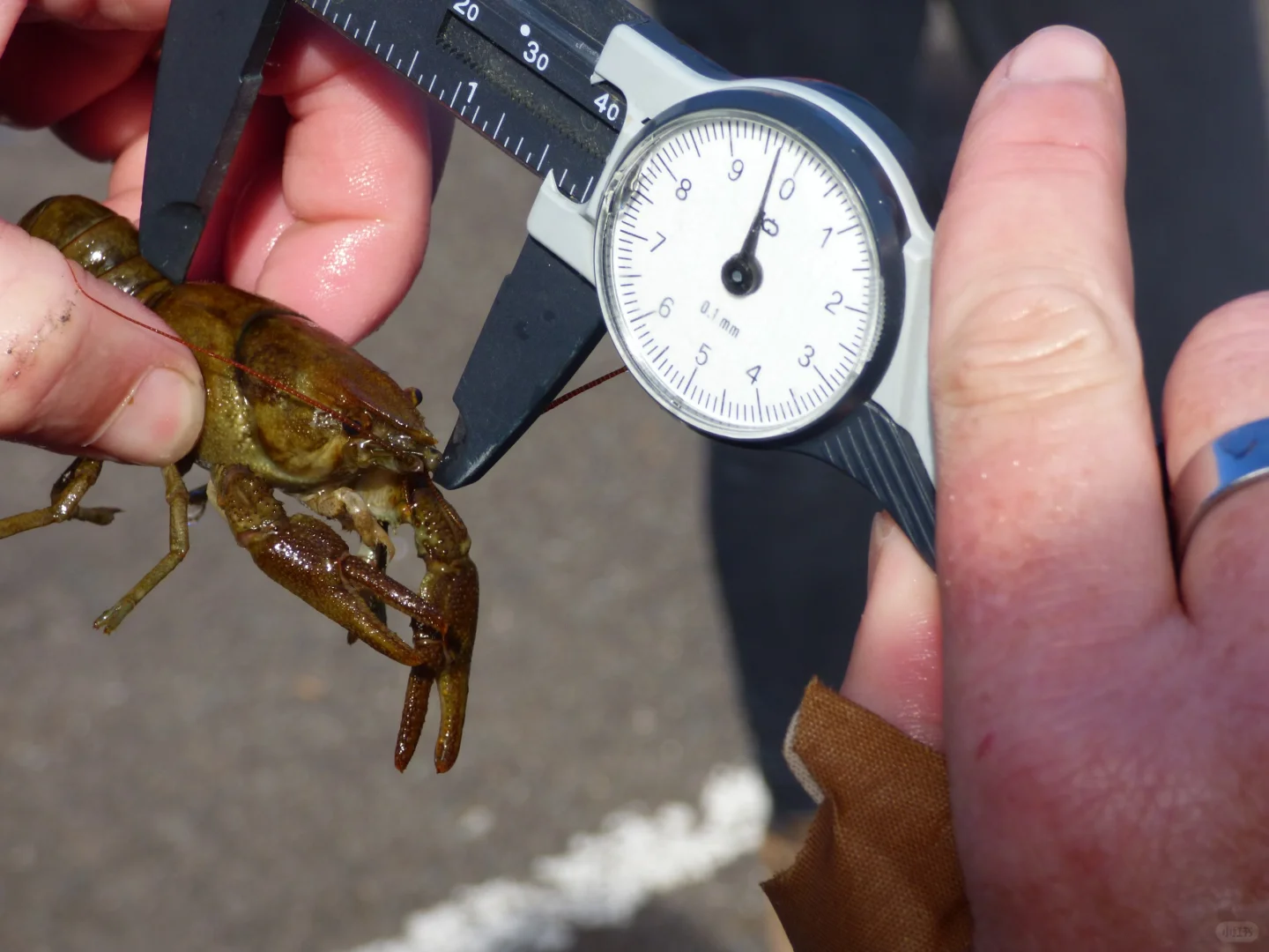 ??30只濒危小龙虾搬进华威“生态豪宅”