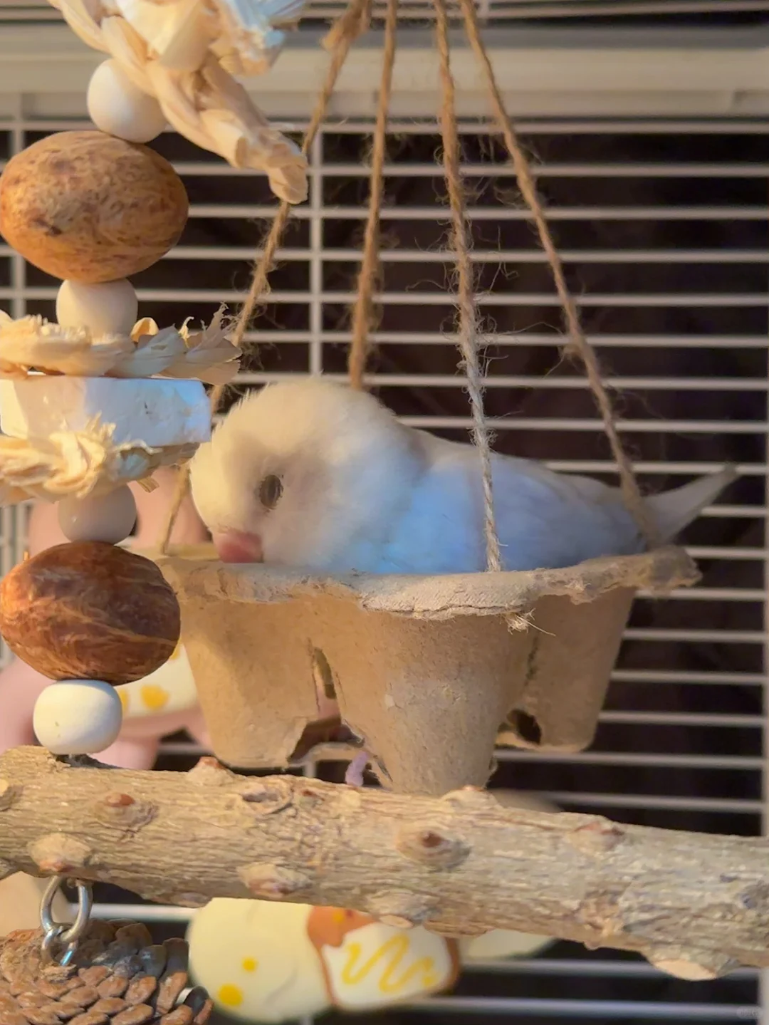 鸟鸟自制新玩具