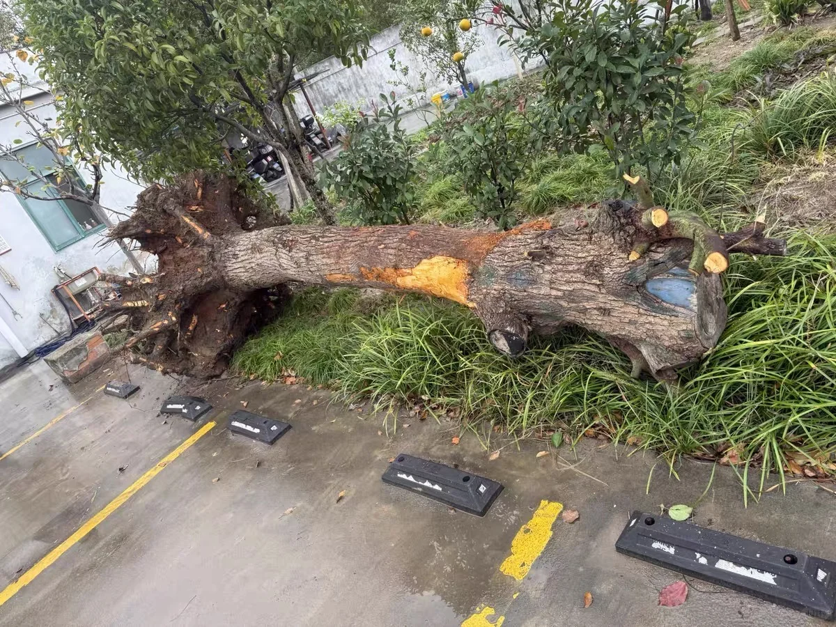 上海本地绿化养护 修剪树木