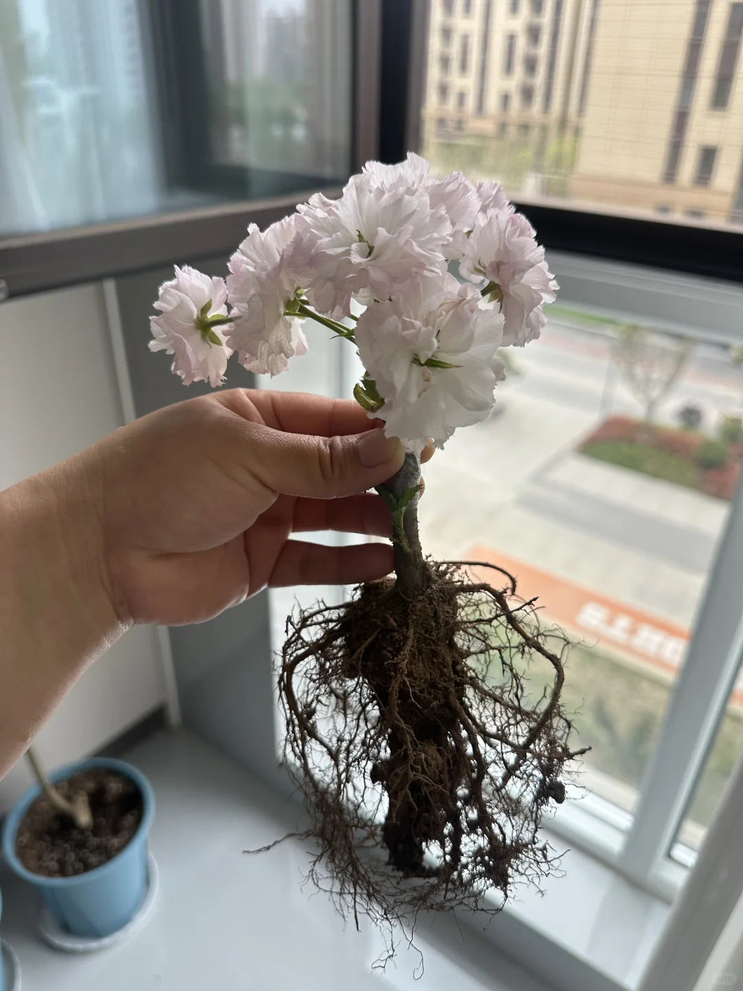 樱花盆景盆栽绿植花卉苗木种植