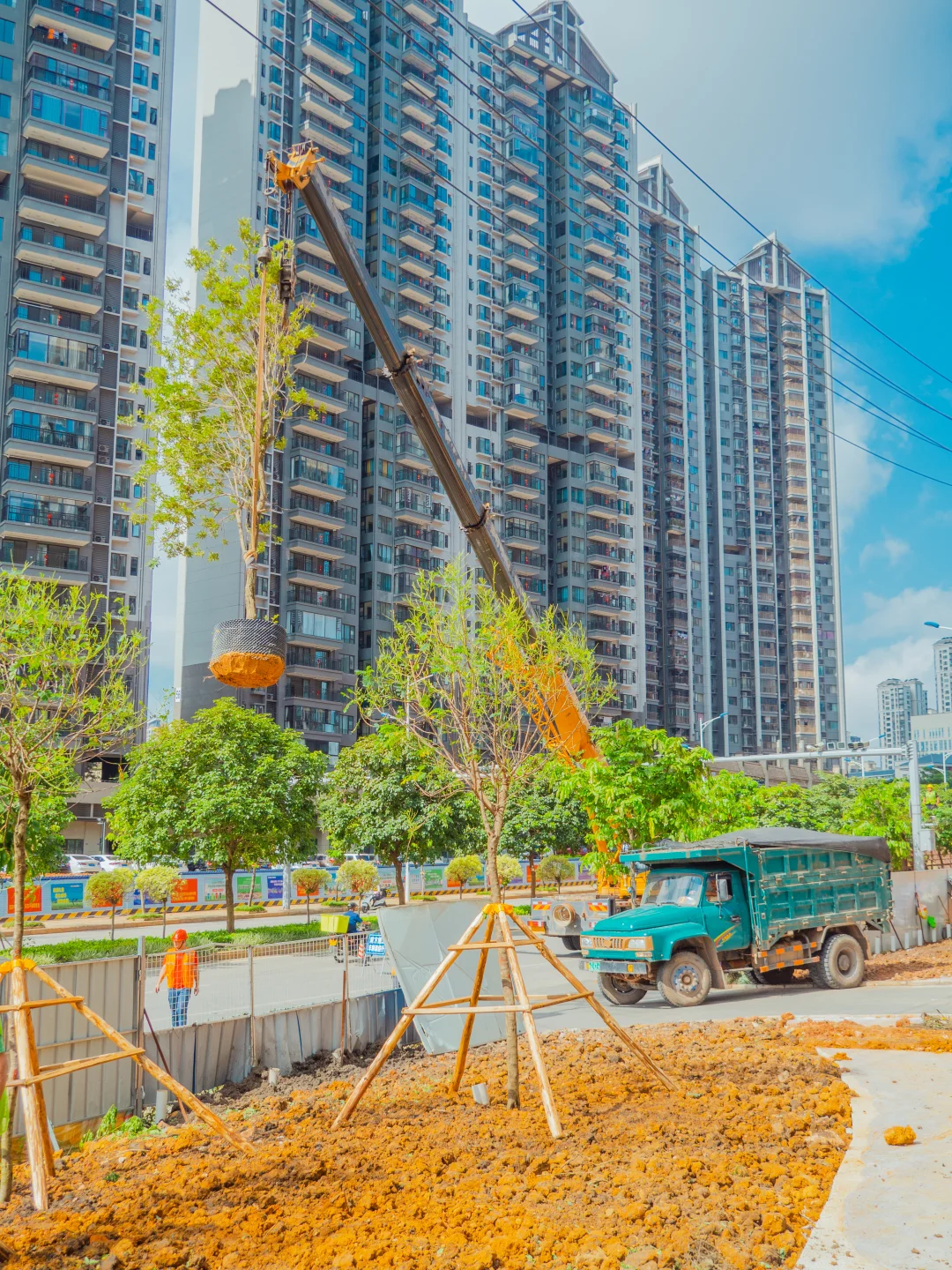 ?苗木栽植干货分享！这些细节决定存活率