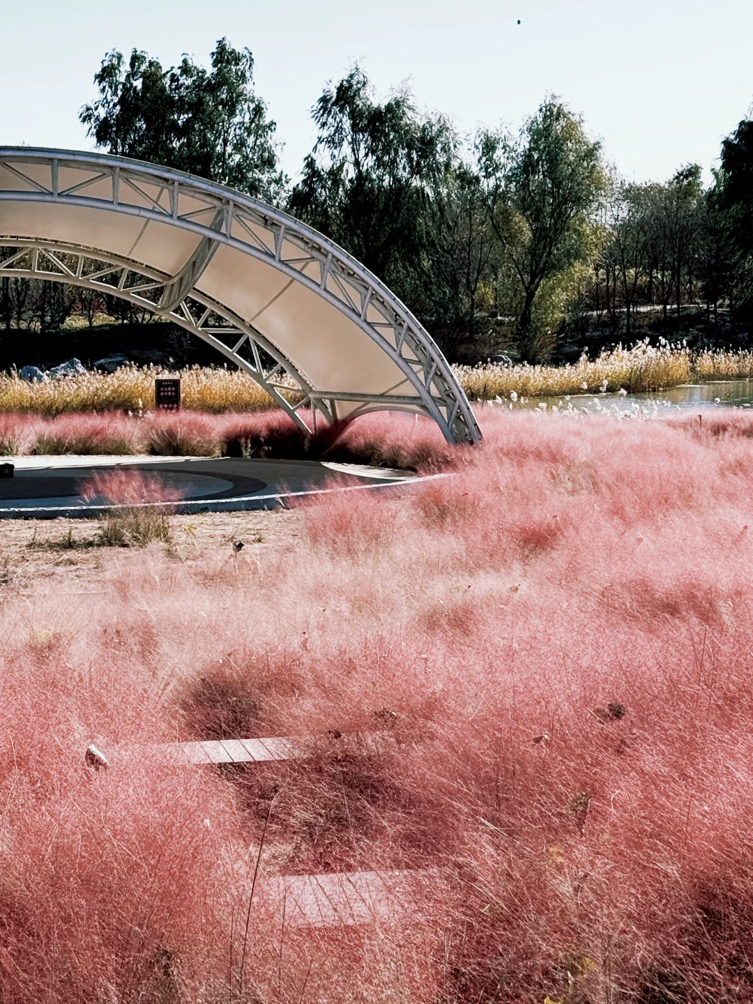 大兴永定公园|秋日里的粉色田野错过等一年