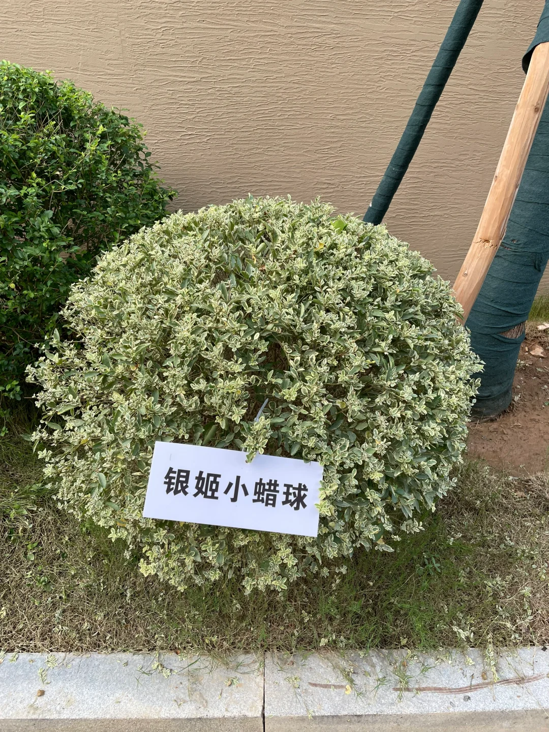 这是三年A班江直树?