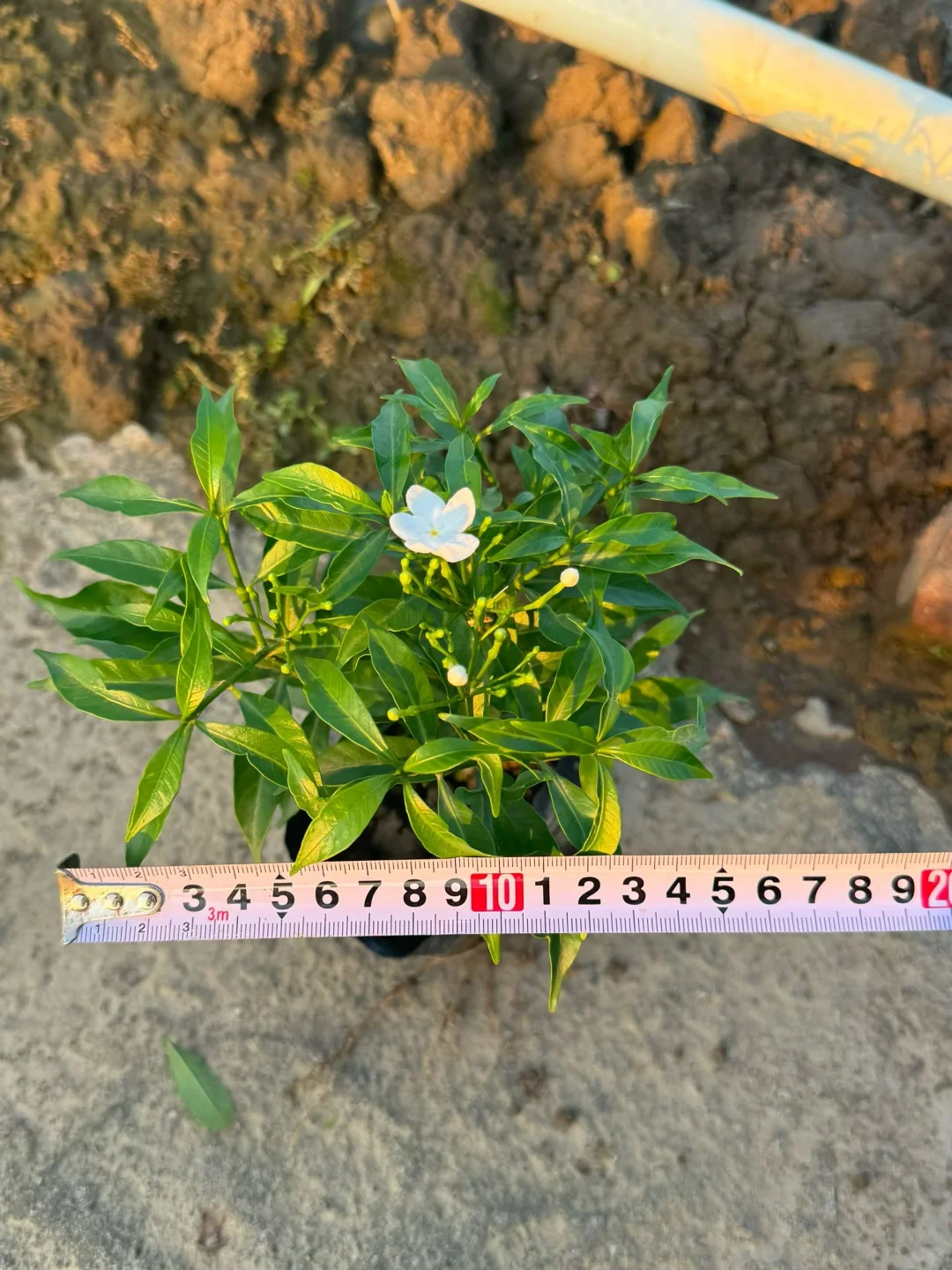 绿化苗木基地！