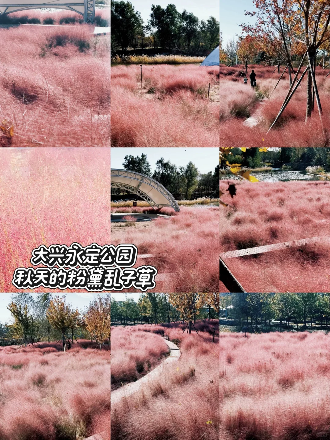 大兴永定公园|秋日里的粉色田野错过等一年