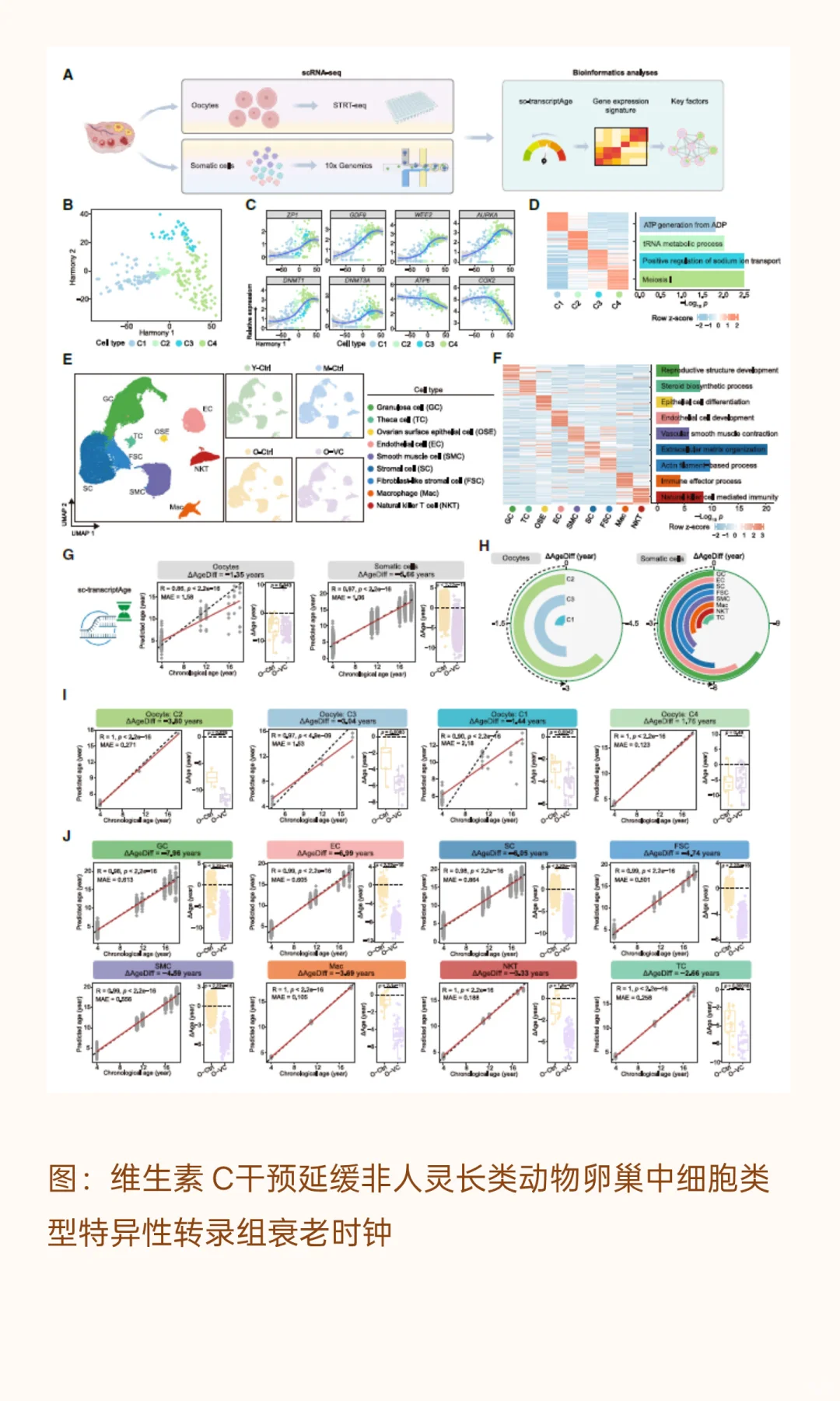 口服维生素C抗癌又抗衰？！