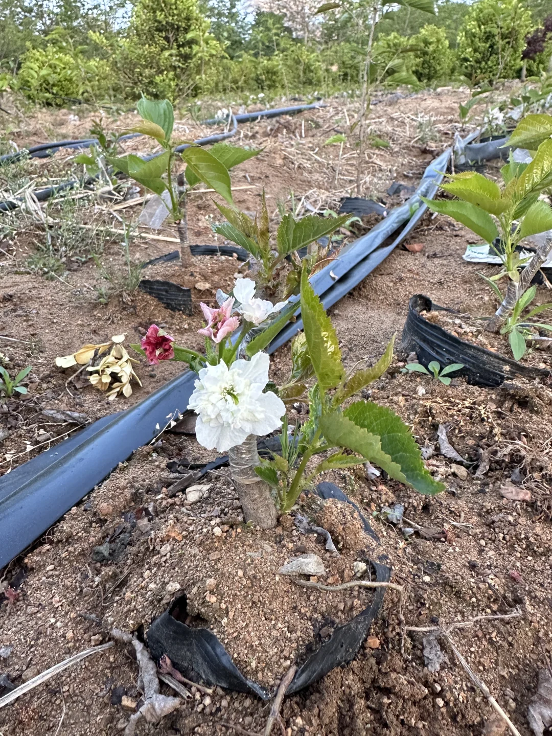 樱花盆景盆栽绿植花卉苗木种植