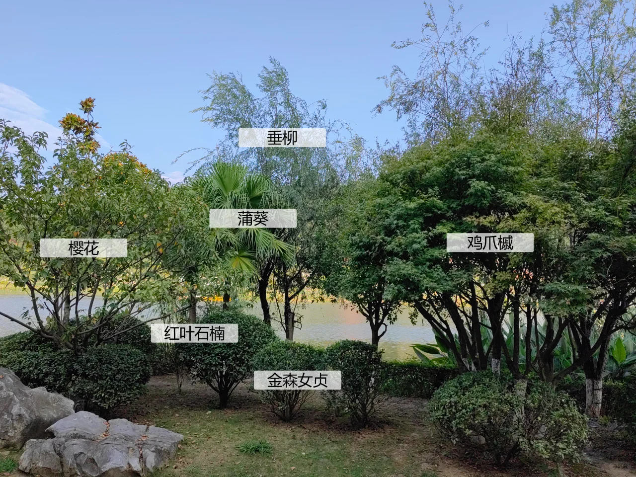 园林植物配置实景