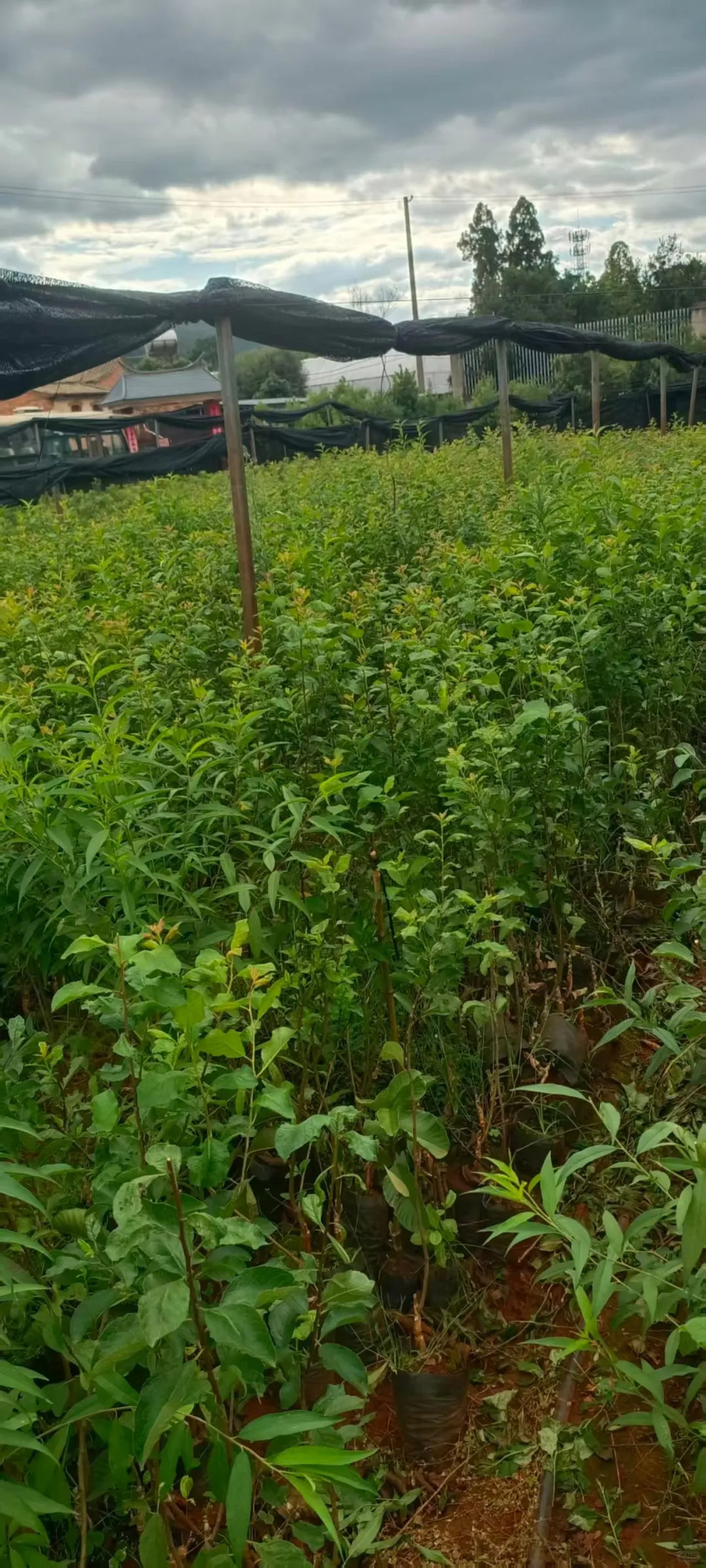 法兰西西梅树苗马上要落叶了！即将上市种植