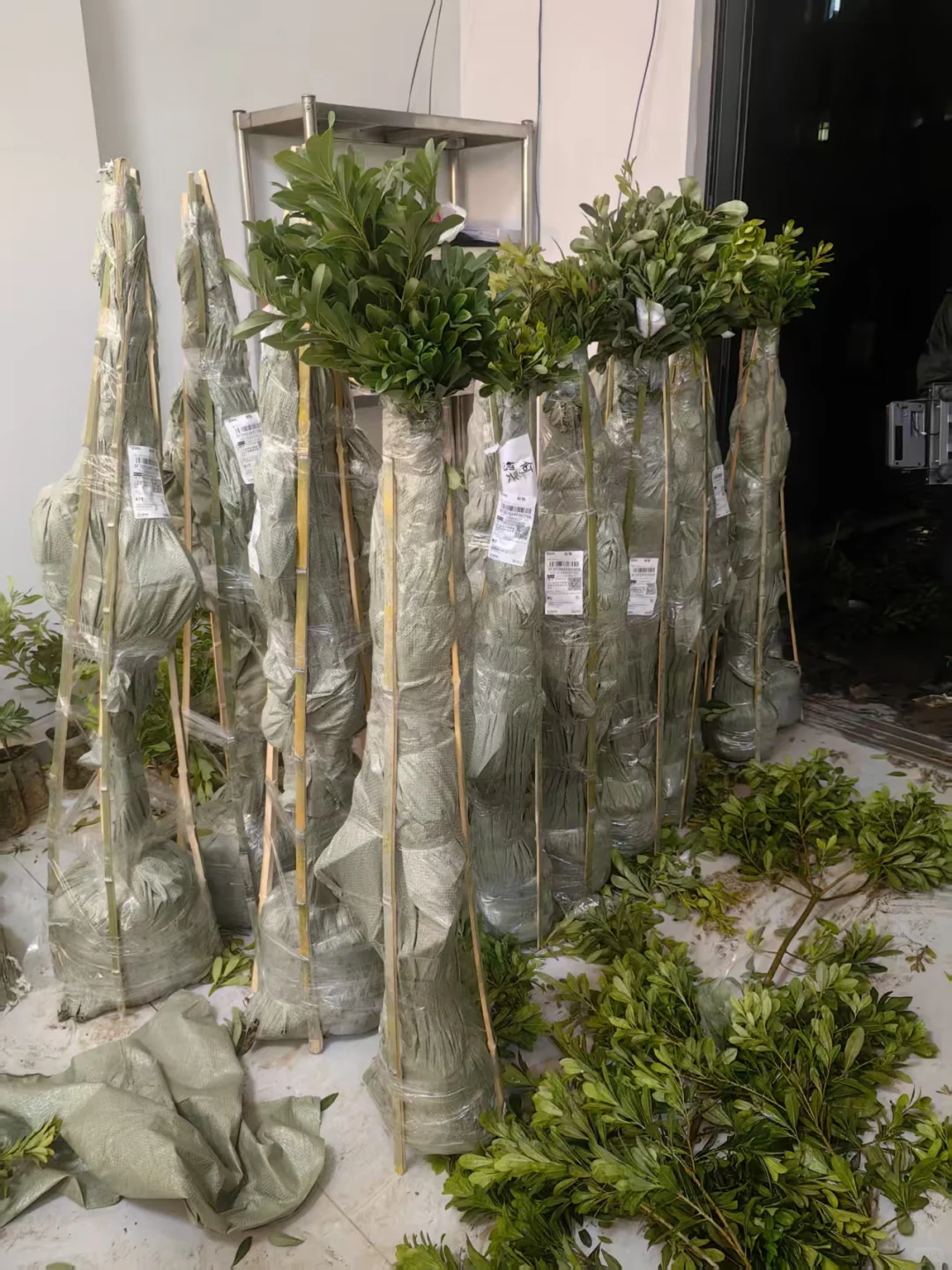 仙居东魁杨梅树苗打竹架顺丰发出