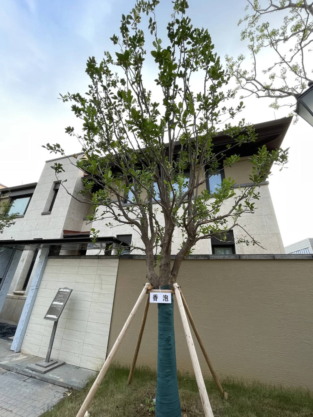 这是三年A班江直树?