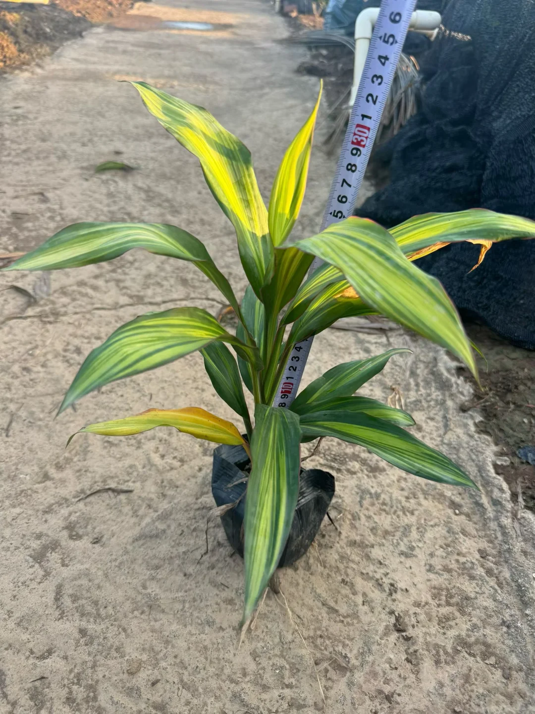 绿化苗木基地！