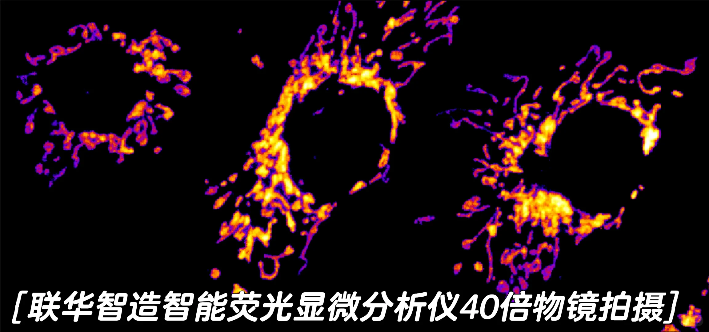 智能荧光显微分析仪能否PK共聚焦显微镜？！