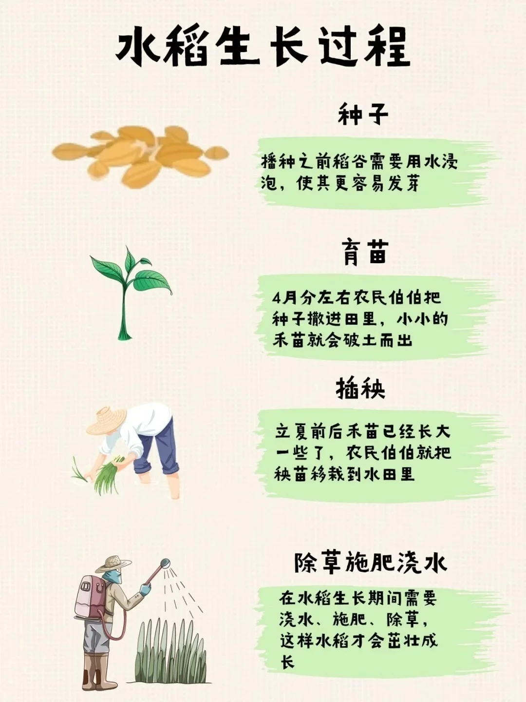 水稻的知识汇总，快来看