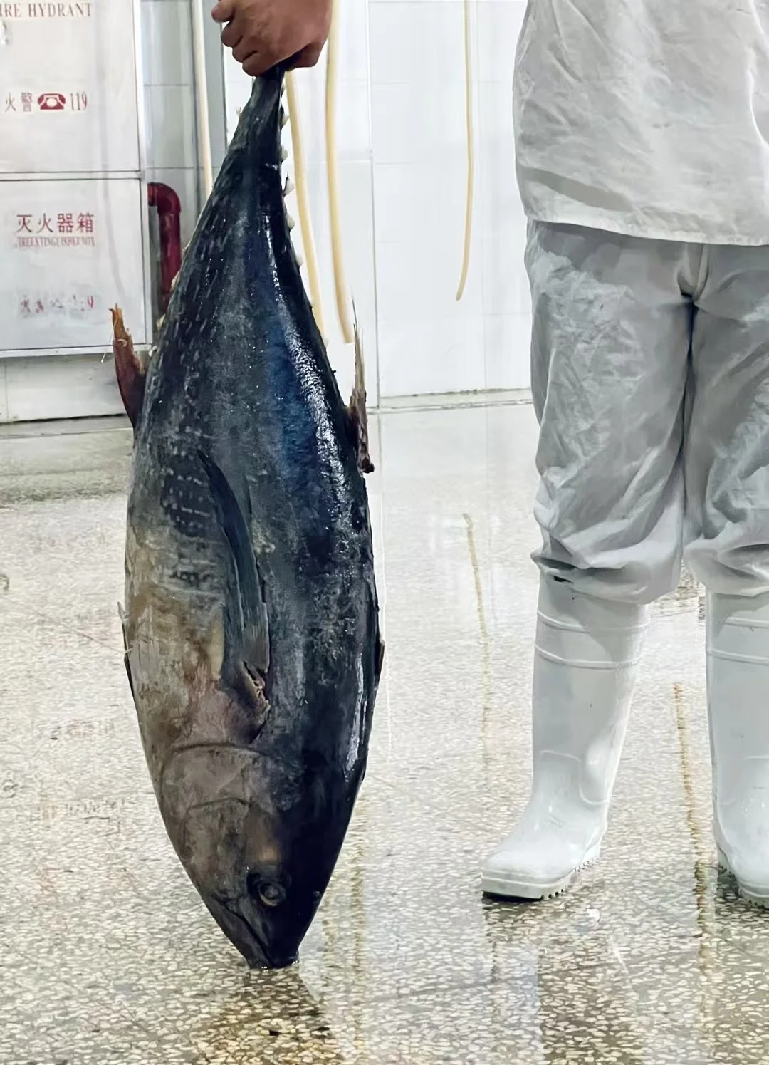 溯源山姆金枪鱼生产工厂了！