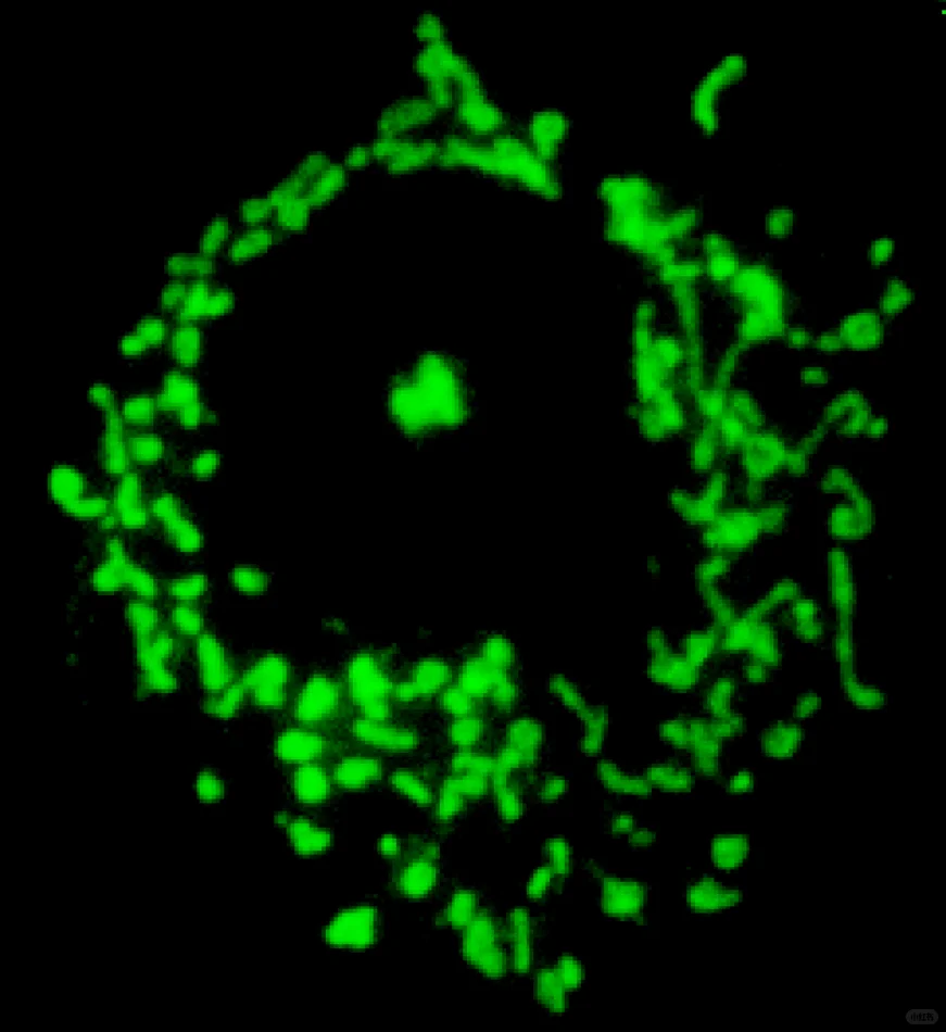 智能荧光显微分析仪能否PK共聚焦显微镜？！