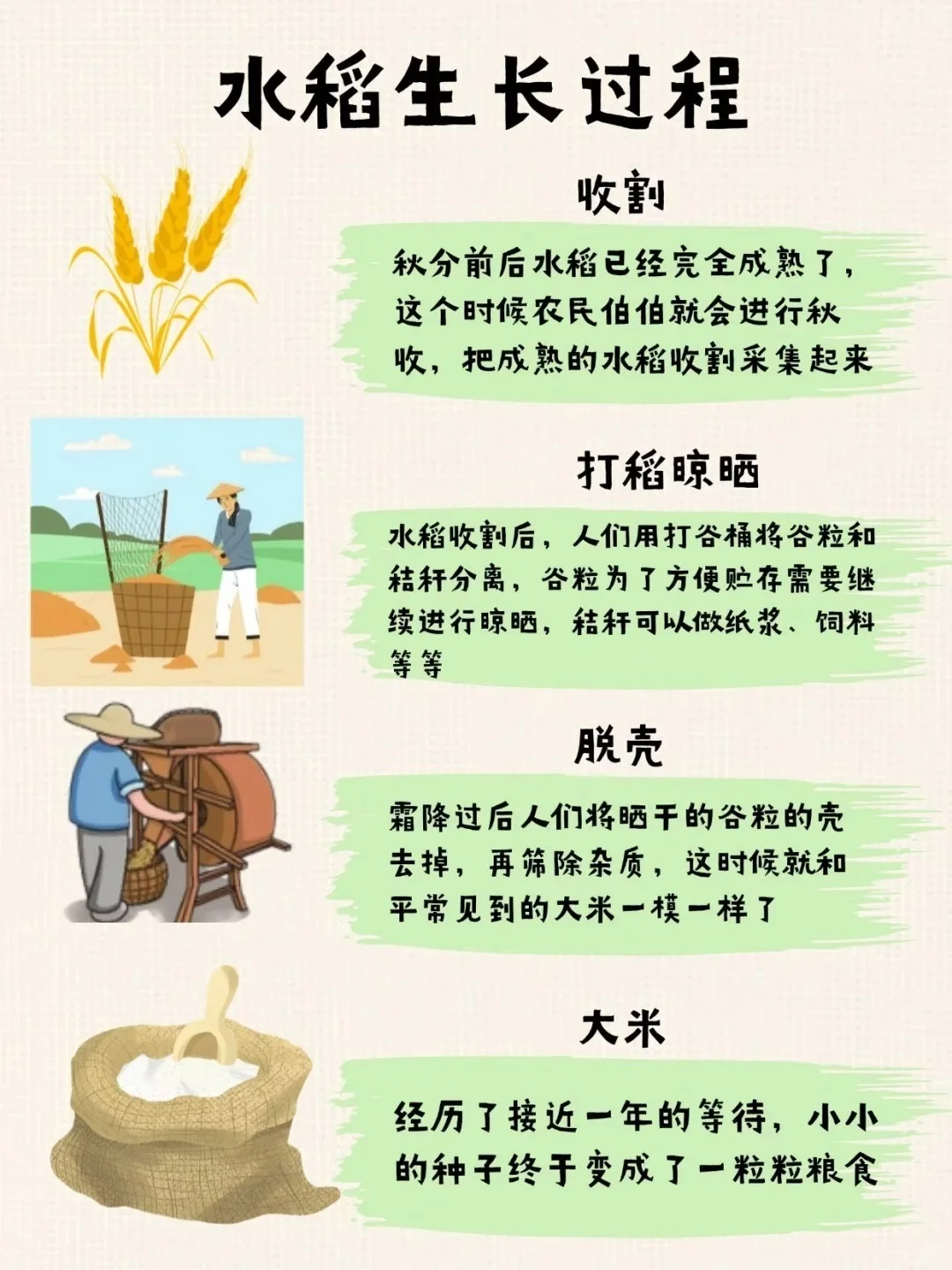 水稻的知识汇总，快来看