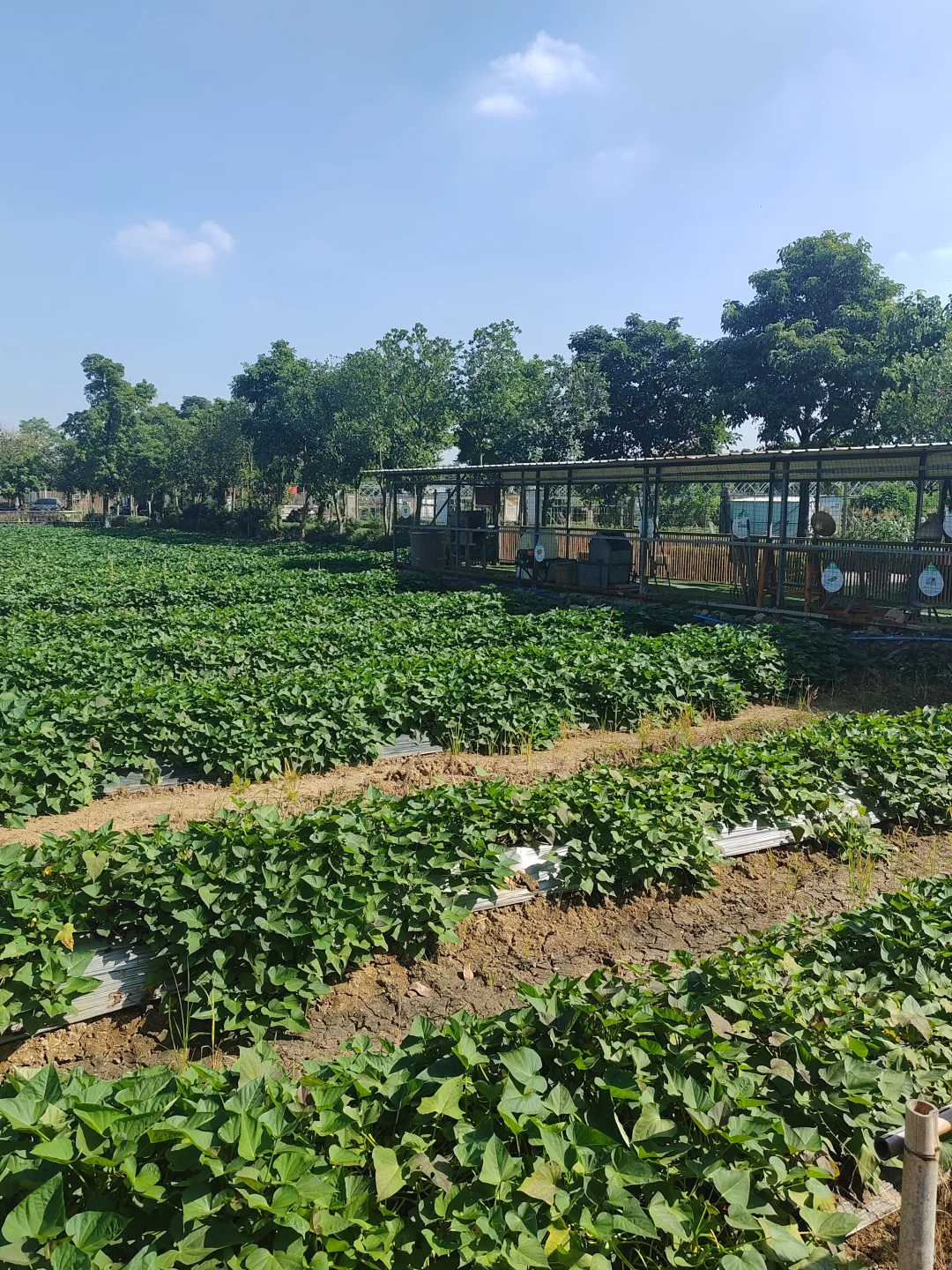 “听袁爷爷的话,好好吃饭,好好长大”