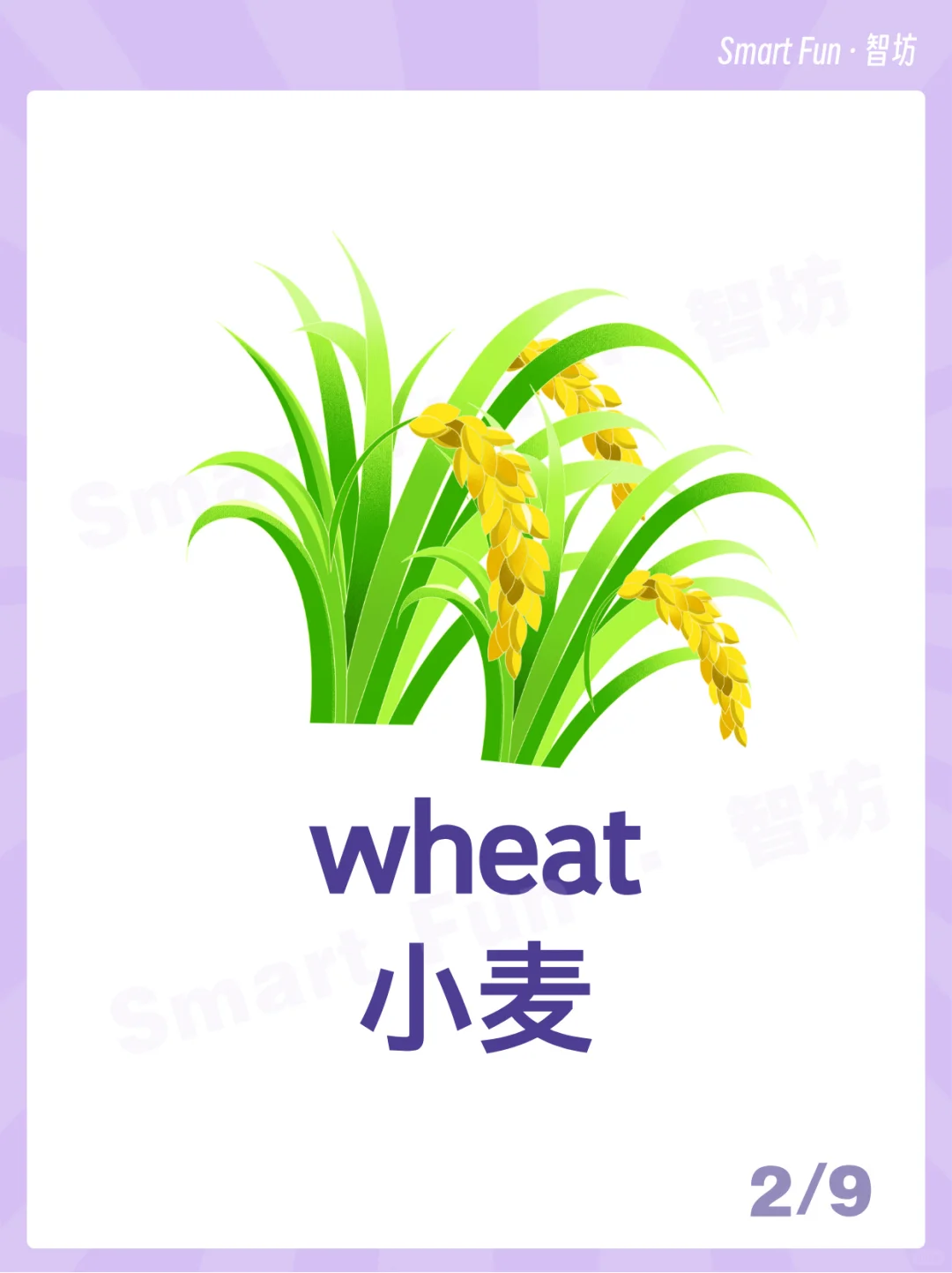 英语词卡｜常见的农作物用英语怎么说