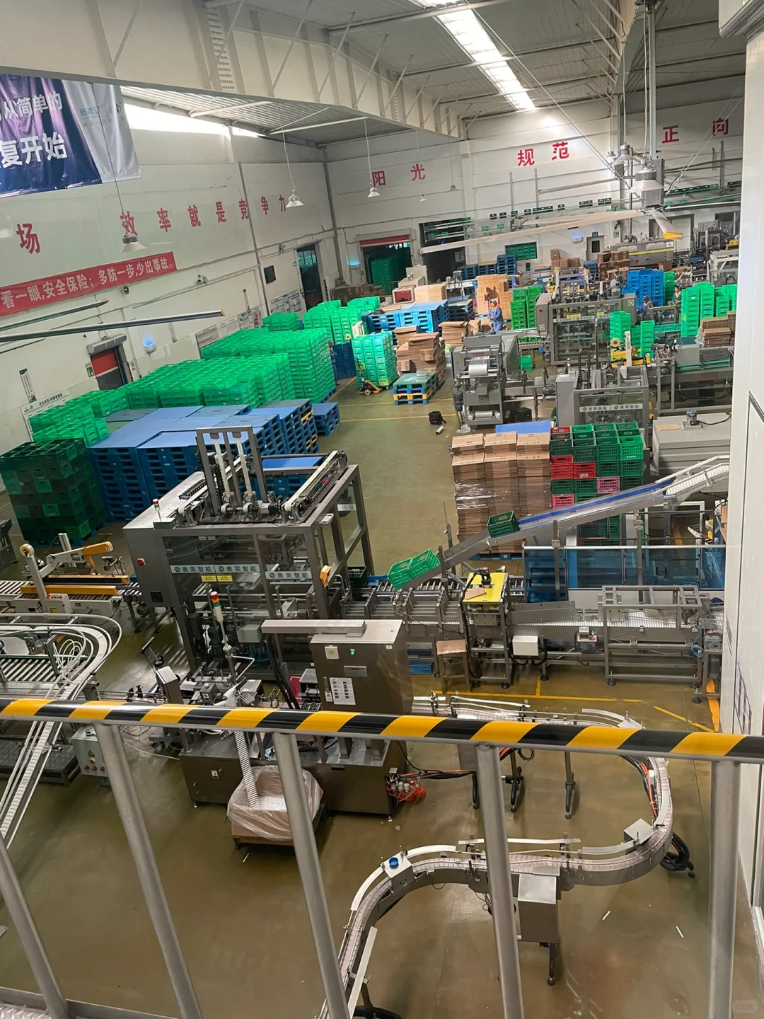 参观新希望牛奶厂