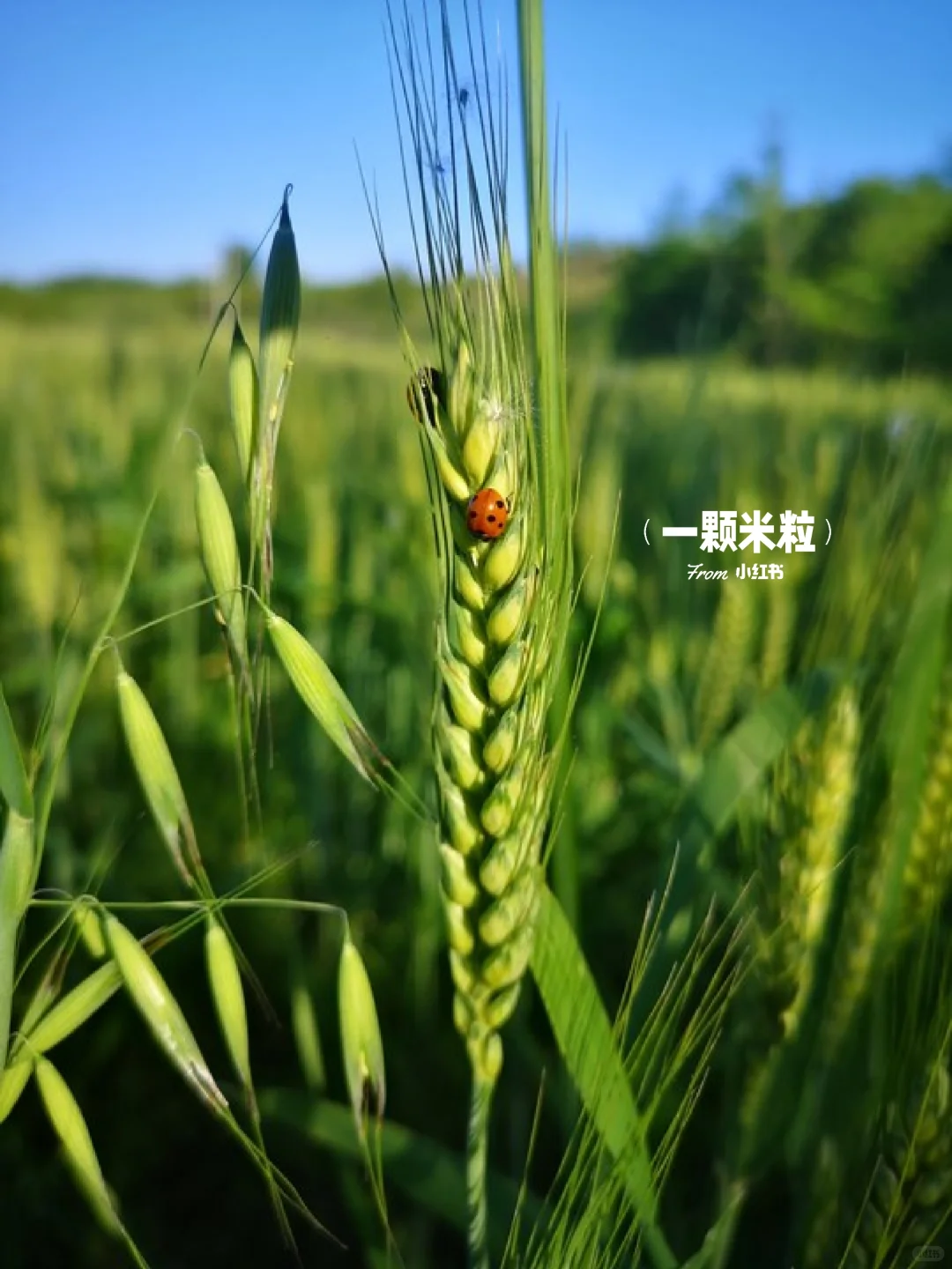 养人的五谷是哪五谷？