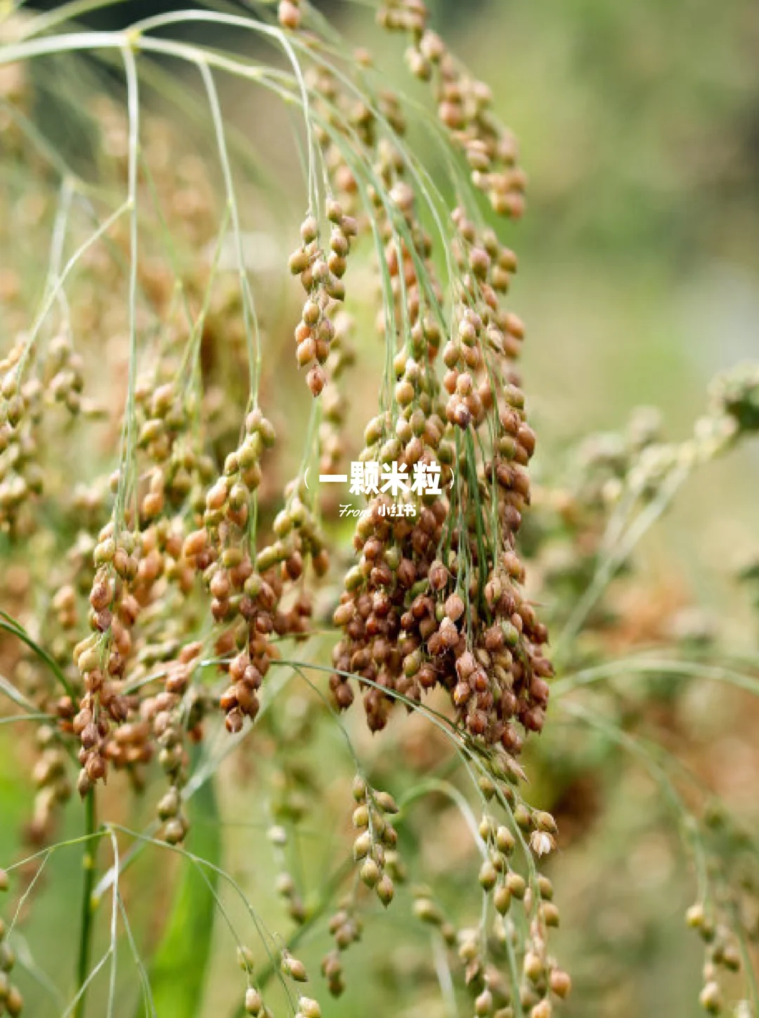 养人的五谷是哪五谷？