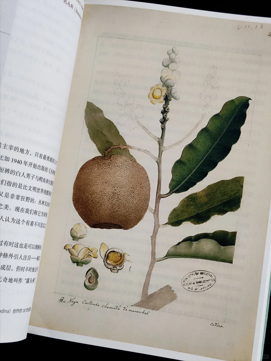 无言的陪伴:植物如何塑造人类文明❓