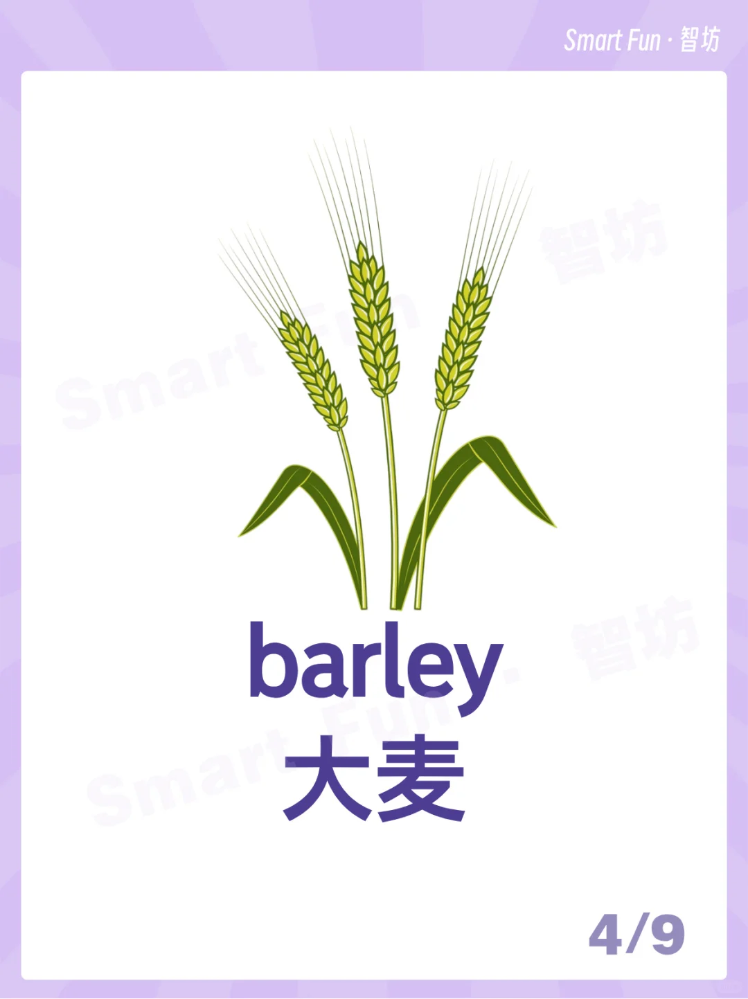 英语词卡｜常见的农作物用英语怎么说